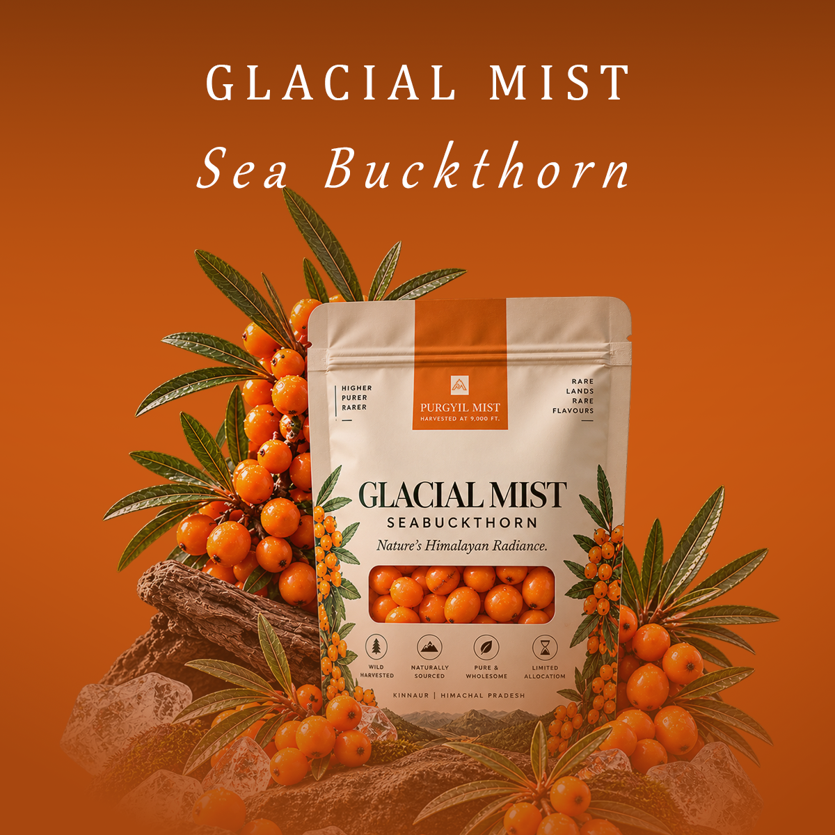 GLACIAL MIST Seabuckthorn